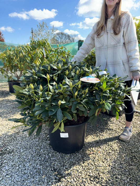 Rhododendron Hybrid Cunninghams White 40 Litre Pot 110cm Wide