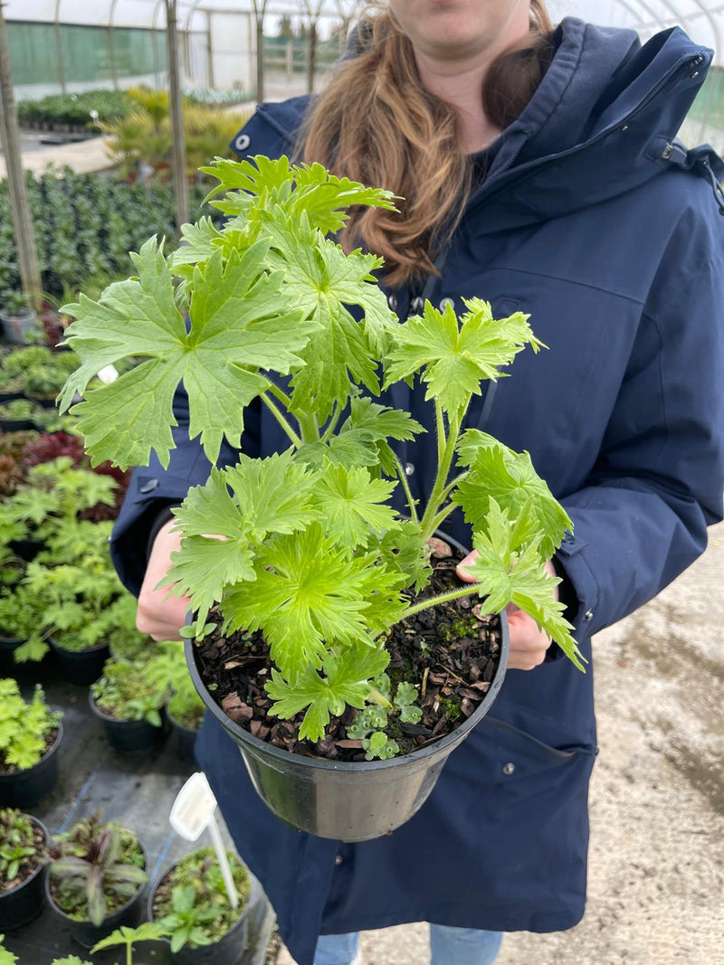 Delphinium Blue White Bee 3 Litre Pot