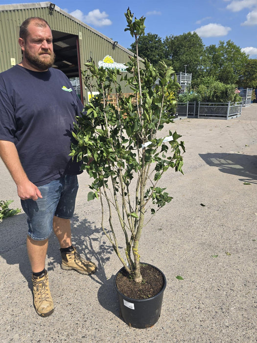 Syringa Charles Jolly 20 Litre Pot 125/150cm