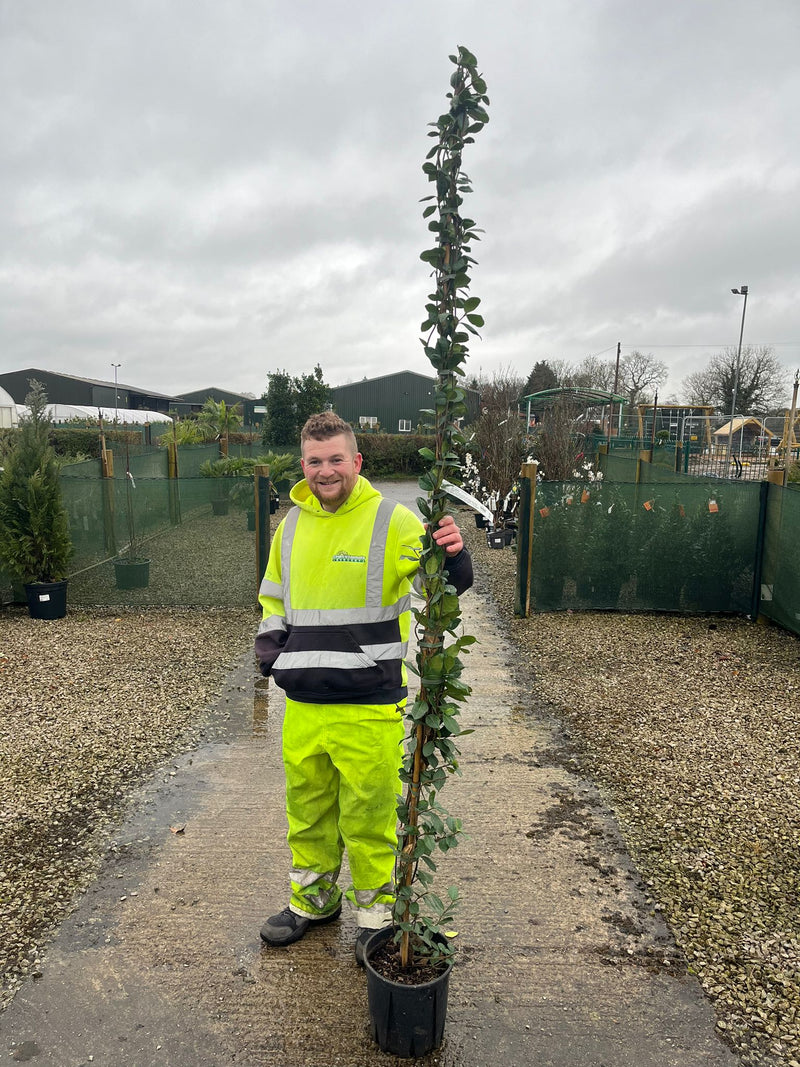 Trachelospermum Jasminoides 9 Litre Pot 200cm