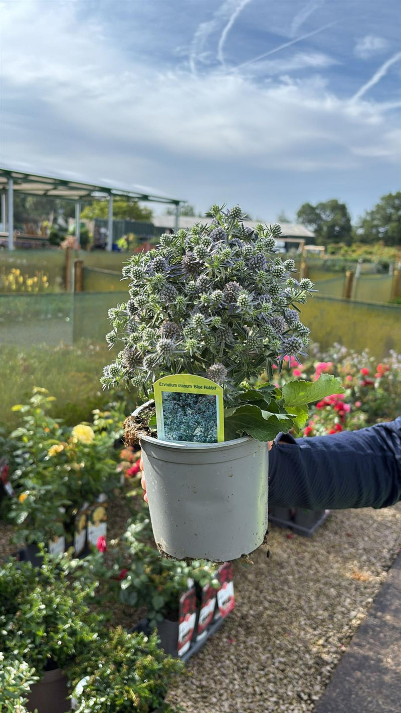Eryngium Blue Hobbit 1.5 Litre Pot