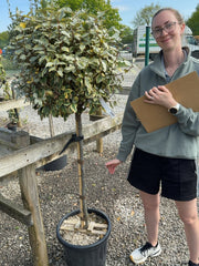 Elaeagnus x Vivileg Half Standard 25 Litre Pot 60/70cm Head