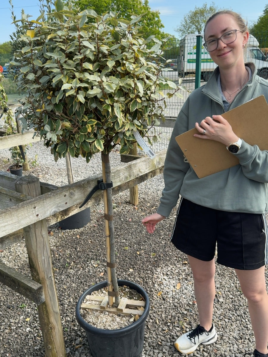 Elaeagnus x Vivileg Half Standard 25 Litre Pot 60/70cm Head