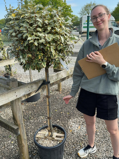 Elaeagnus x Vivileg Half Standard 25 Litre Pot 60/70cm Head