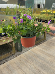 Geranium Rozanne 2 Litre Pot
