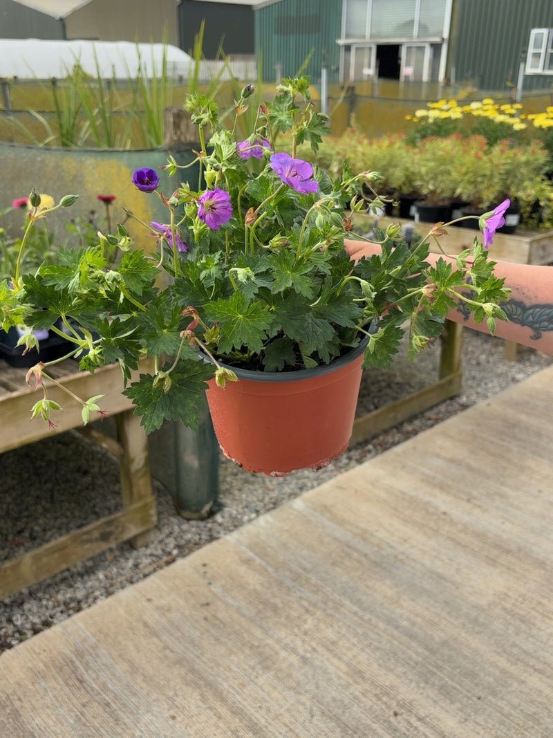 Geranium Rozanne 2 Litre Pot