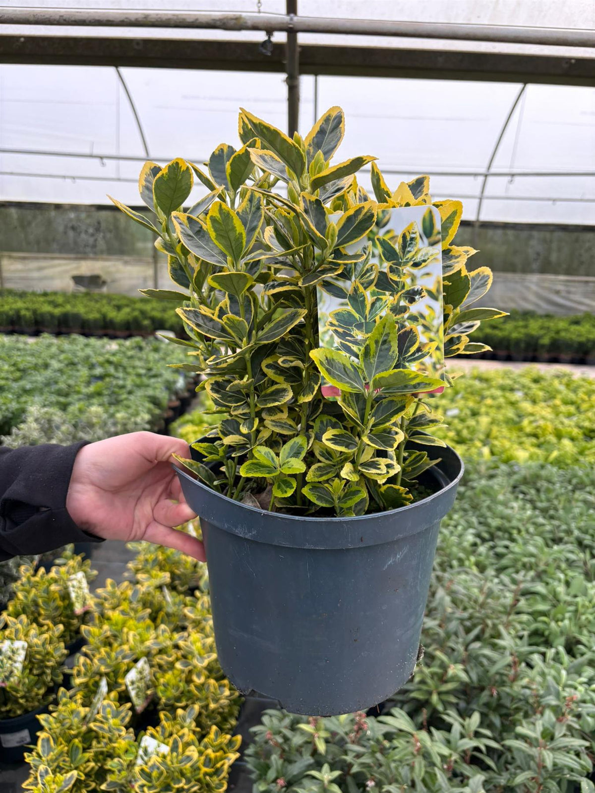 Euonymus Japonicus Marieke 5 Litre Pot