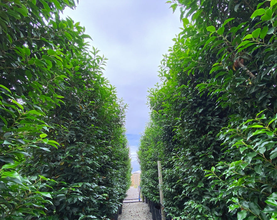 Portuguese Laurel Hedging 100/125cm Root Ball