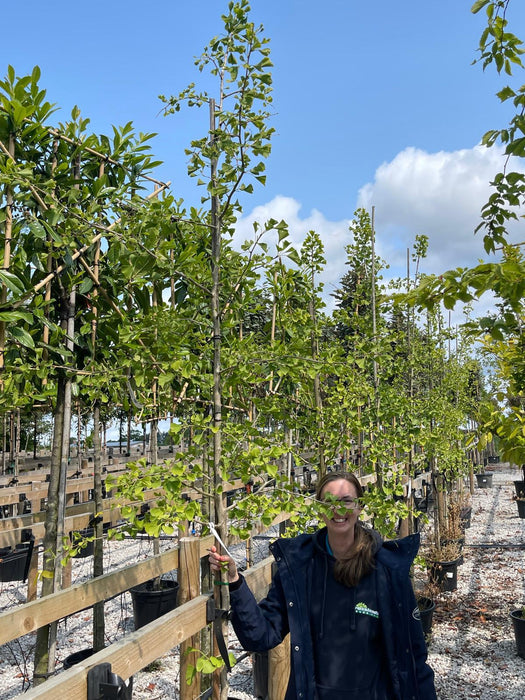 Ginkgo Biloba / Maidenhair Tree 6-8cm Girth