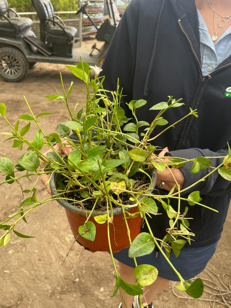 Vinca Minor Alba 2 Litre Pot