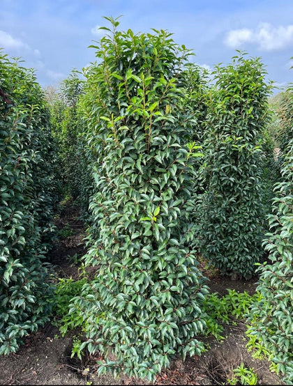 Portuguese Laurel Root Ball 160/180cm Extra Wide Delivery December