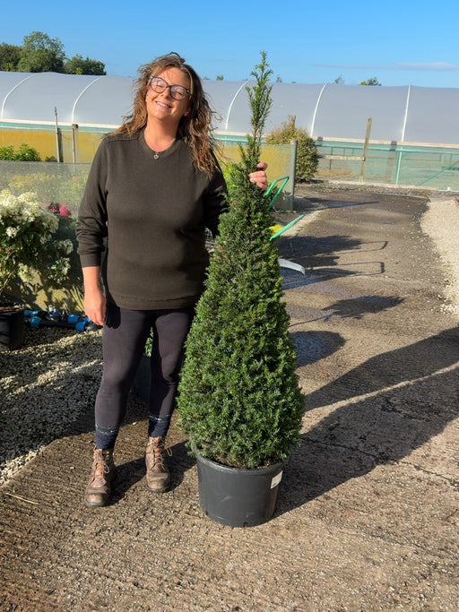 Yew Cone Taxus Baccata 30 Litre Pot 130-140cm