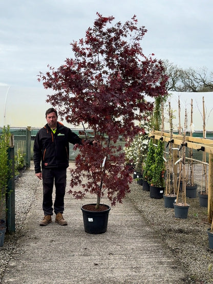 Acer palmatum Moonfire 40 Litre Pot