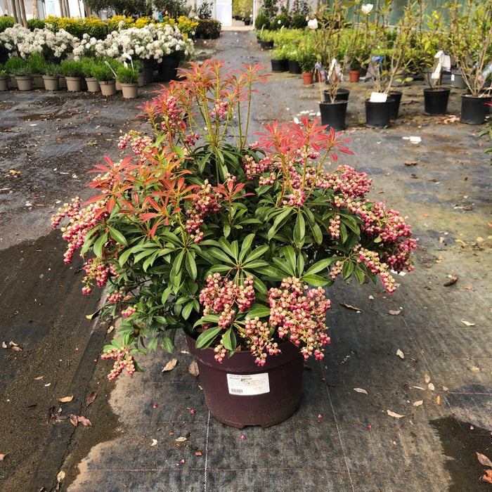 Pieris Japonica Pink Passion 4.5 Litre Pot
