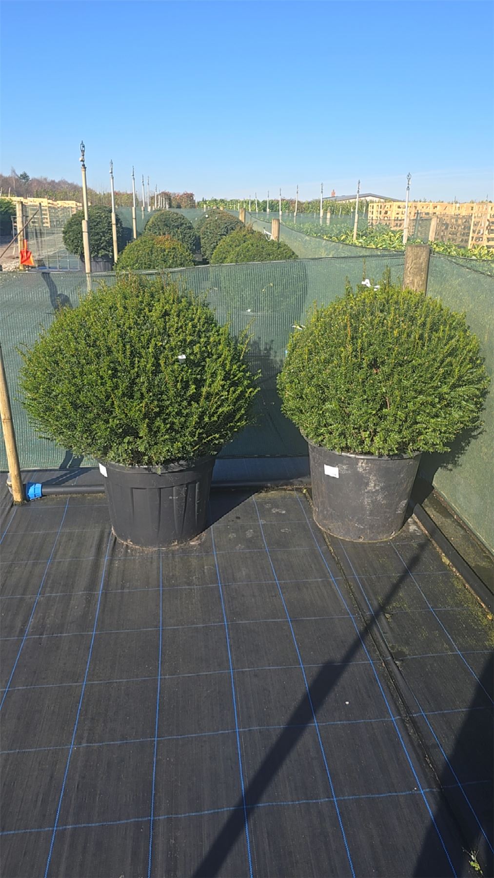 Yew Or Taxus Baccata Ball 85/90cm Root Ball