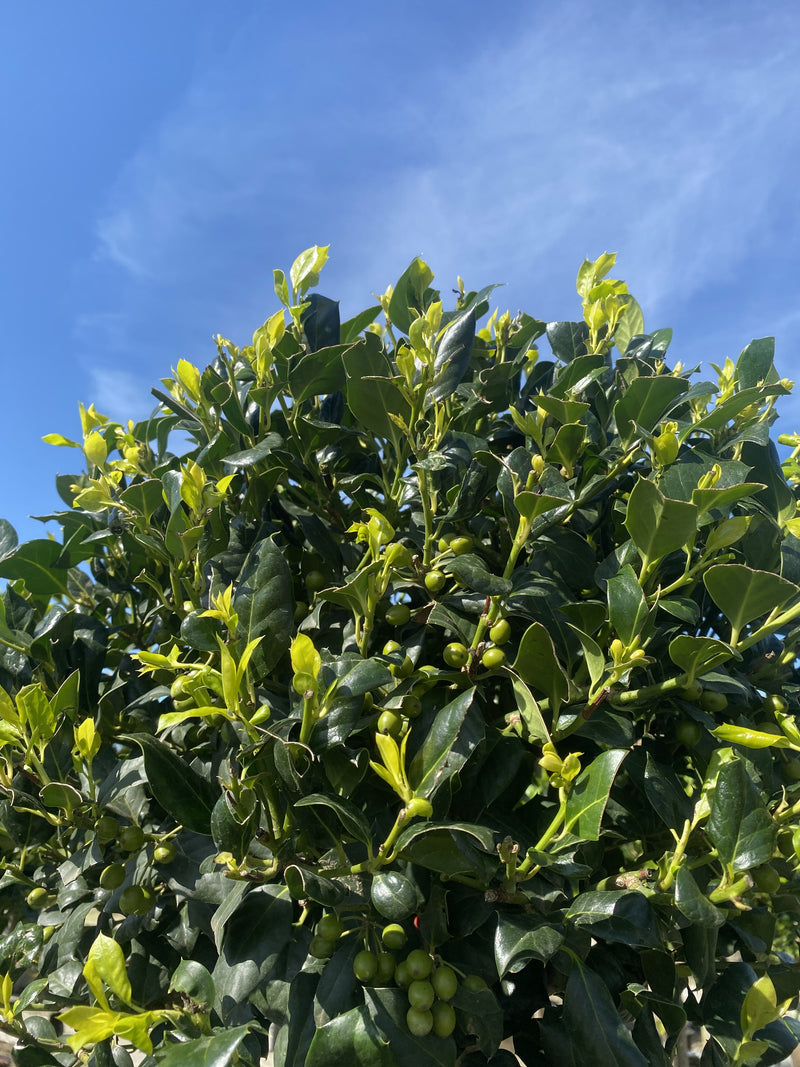 Ilex Nellie Stevens Half Standard 35 Litre Pot