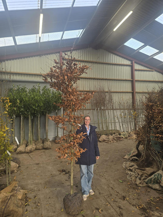 Fagus Syl. Atropunicea 10/12cm Girth Feathered Root Ball Delivery November Onwards
