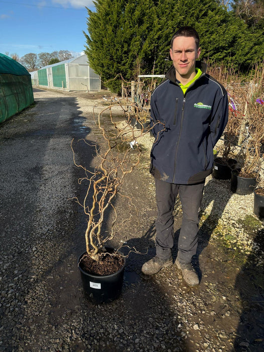 Corylus Contorta 20 Litre Pot 100/120cm Tall