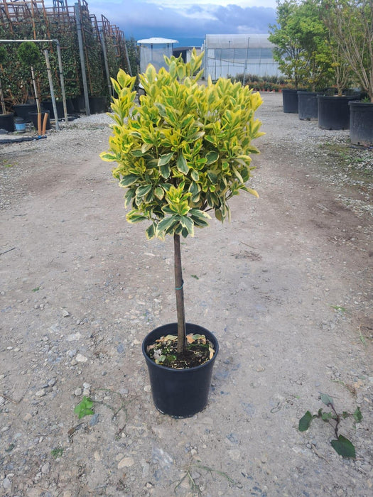 Euonymus japonicus Bravo 7 Litre 1/4 Standard