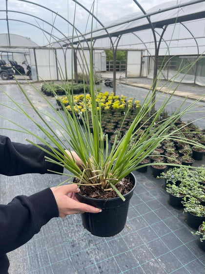 Cortaderia Selloana Green Goblin 3 Litre Pot