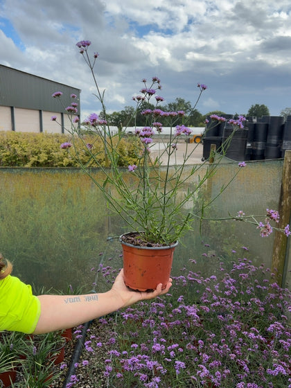 Verbena Lollipop 2 Litre Pot