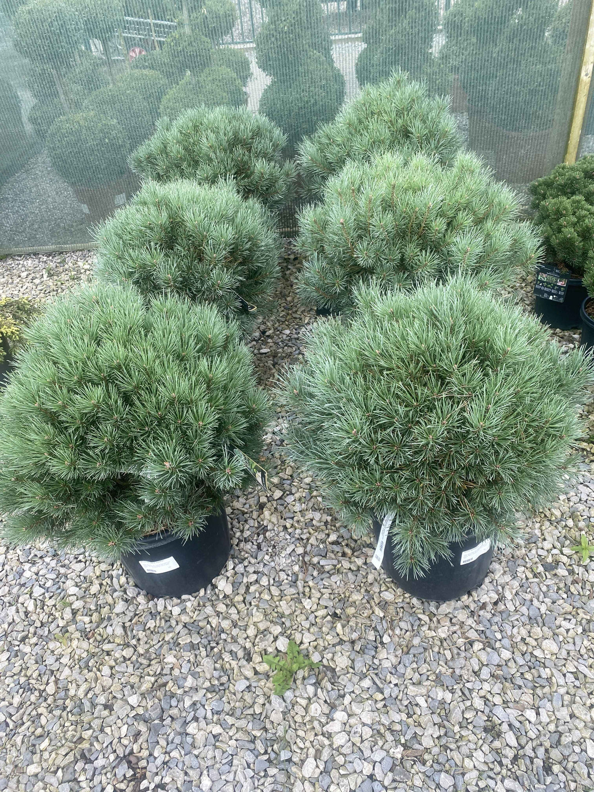 Pinus Sylvestris Watereri 12 Litre Pot 30/35cm