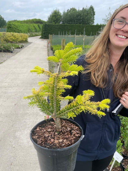 Abies Nordmanniana Golden Spreader 3 Litre Pot
