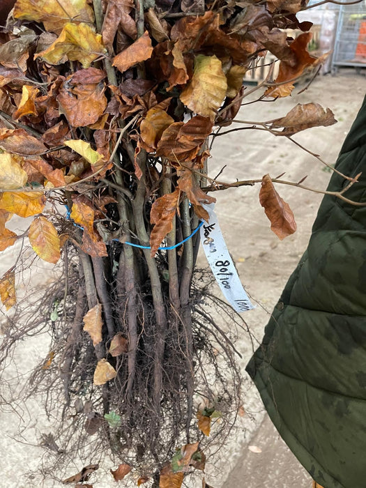 Beech Hedging Copper 80-100cm Bare Root Delivery Jan/Feb