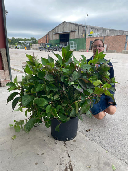 Hydrangea Preziosa 20 Litre Pot 60-80cm