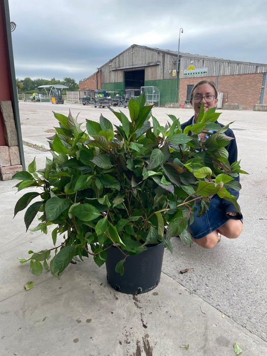 Hydrangea Preziosa 20 Litre Pot 80/100cm