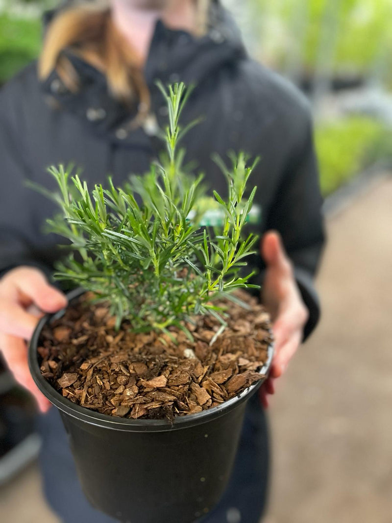 Rosmarinus Officinalis Roseus 3 Litre Pot