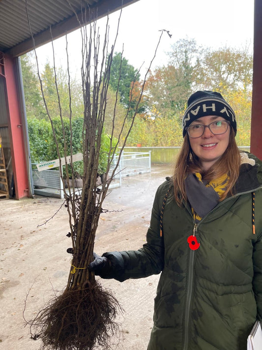 Hawthorn Hedging Bare Root 80-100cm Delivery from November