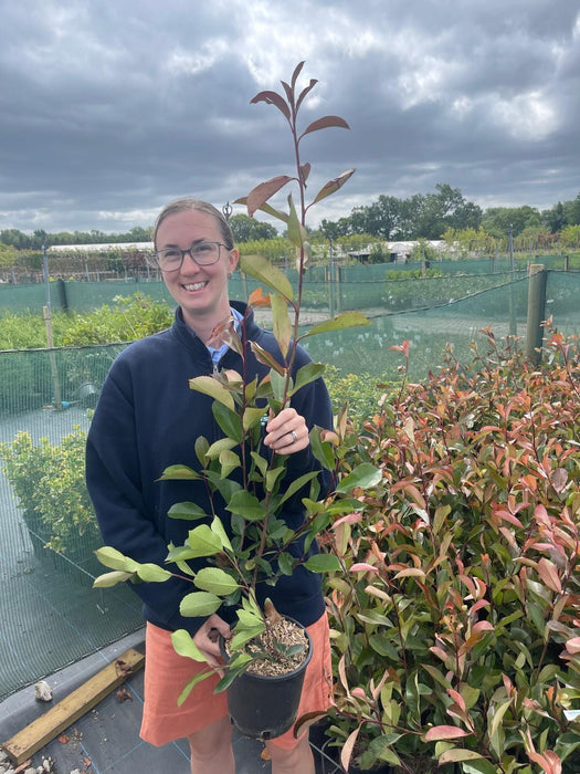 Photinia Red Robin 3.5 Litre Pot