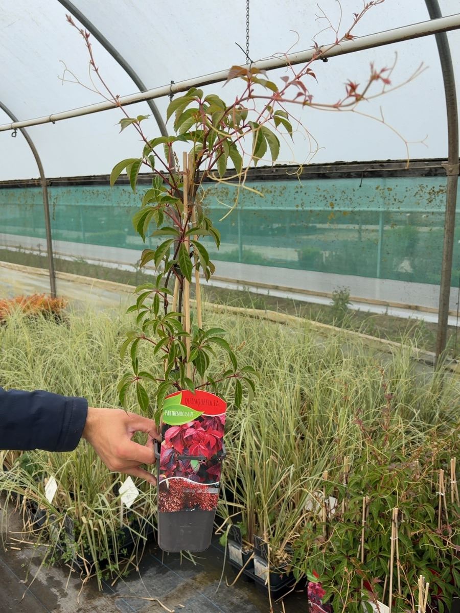 Parthenoccissus Quinquefolia 1.5 Litre Pot