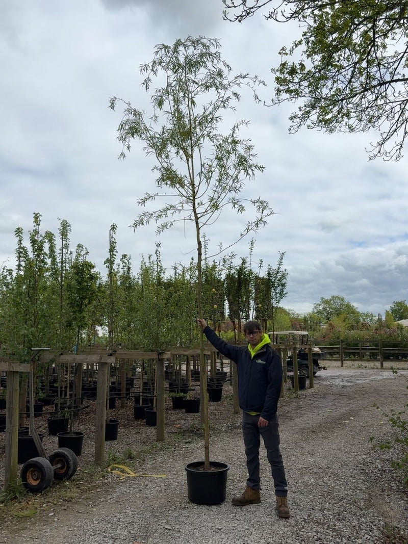 Salix x sep. Tristis Chrysocoma 8/10cm Girth