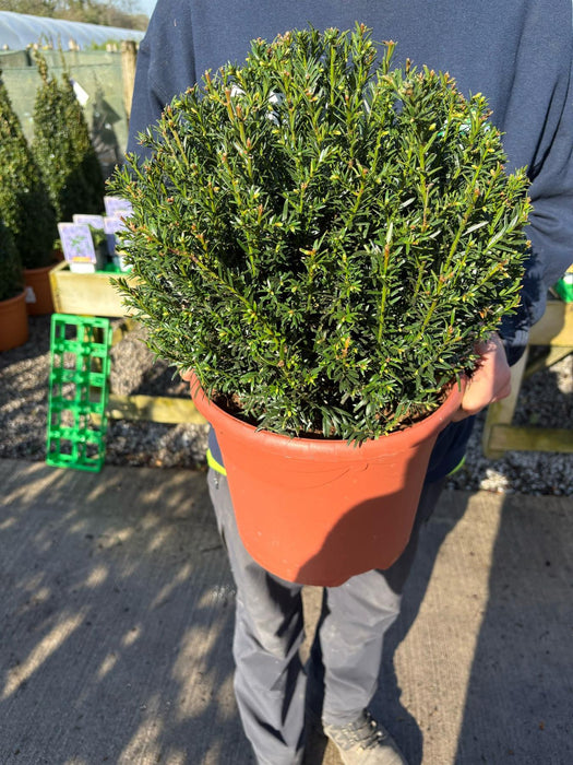 Yew Taxus Baccata Ball 7.5 Litre Pot 30cm