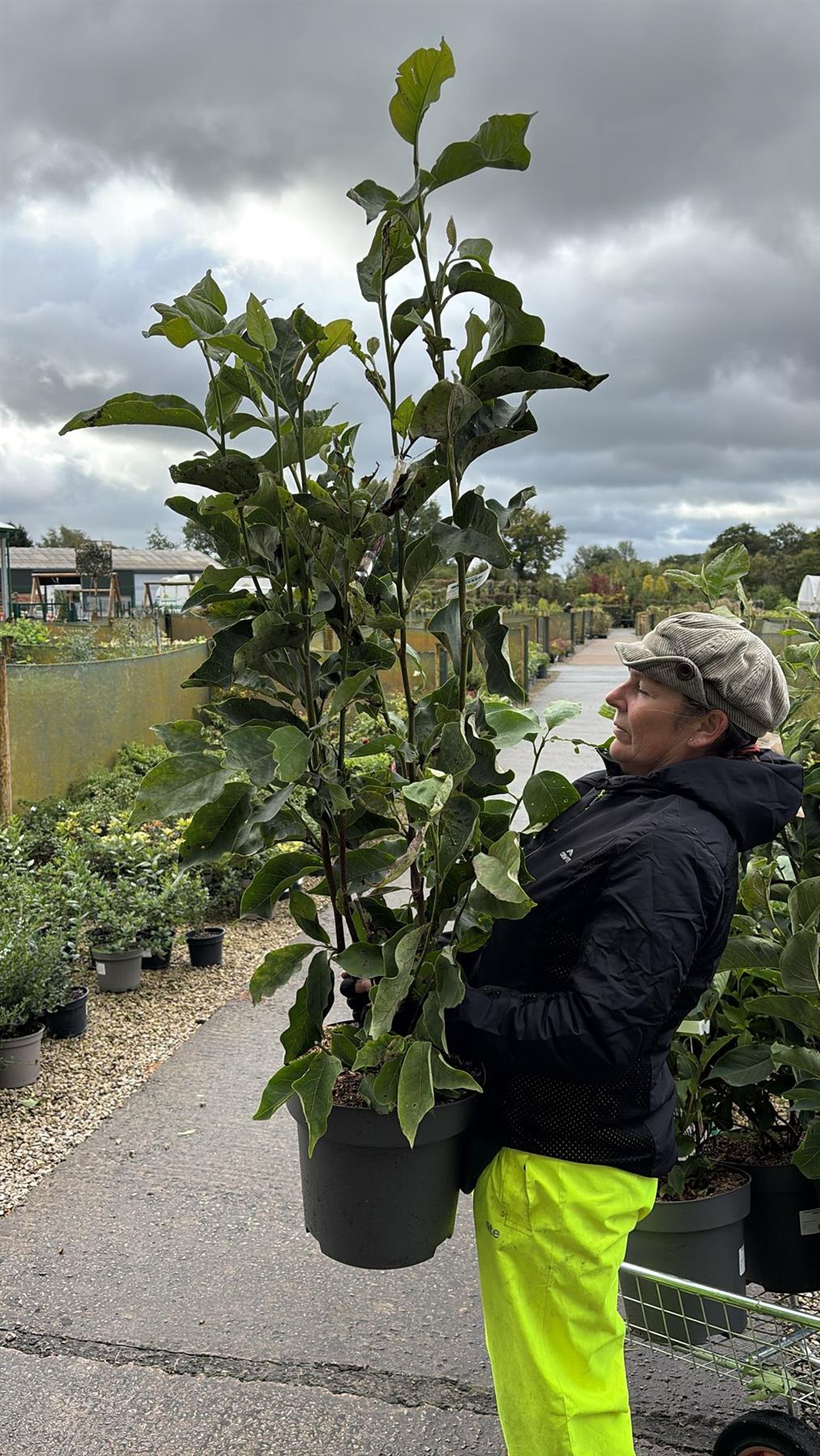 Magnolia Heaven Scent 12 Litre Pot 125/150cm