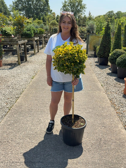 Euonymus japonicus Aureus 1/2 Standard 20 Litre Pot