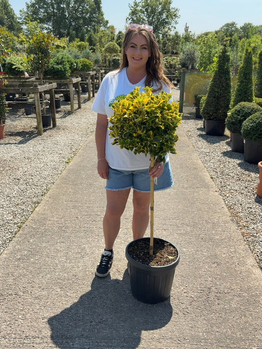Euonymus japonicus Aureus 1/2 Standard 20 Litre Pot