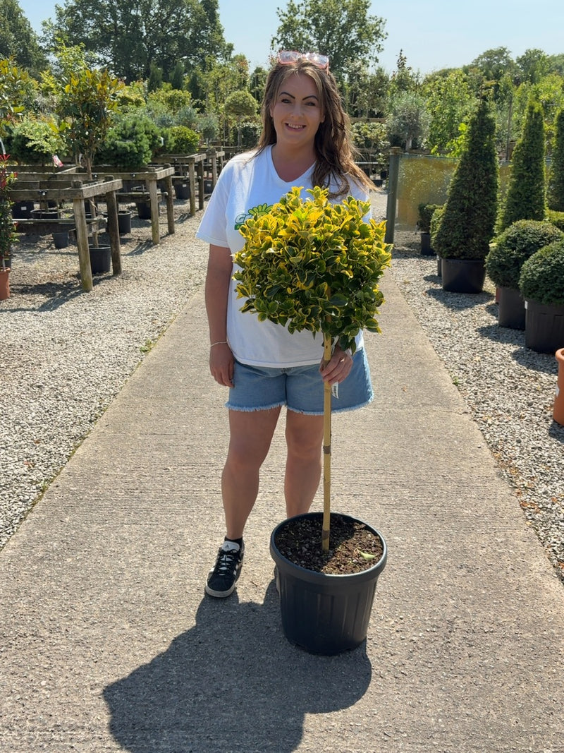 Euonymus japonicus Aureus 1/2 Standard 20 Litre Pot