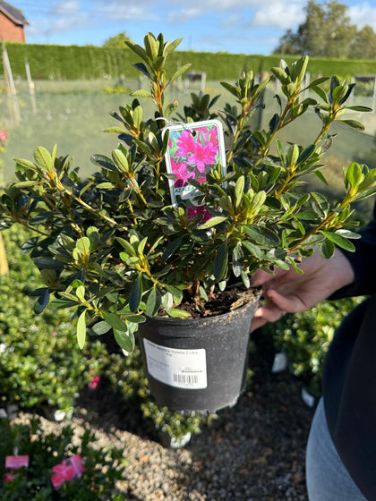 Azalea Japonica Violetta 2 Litre Pot