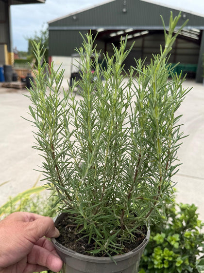 Rosmarinus Miss Jessops 2 Litre Pot