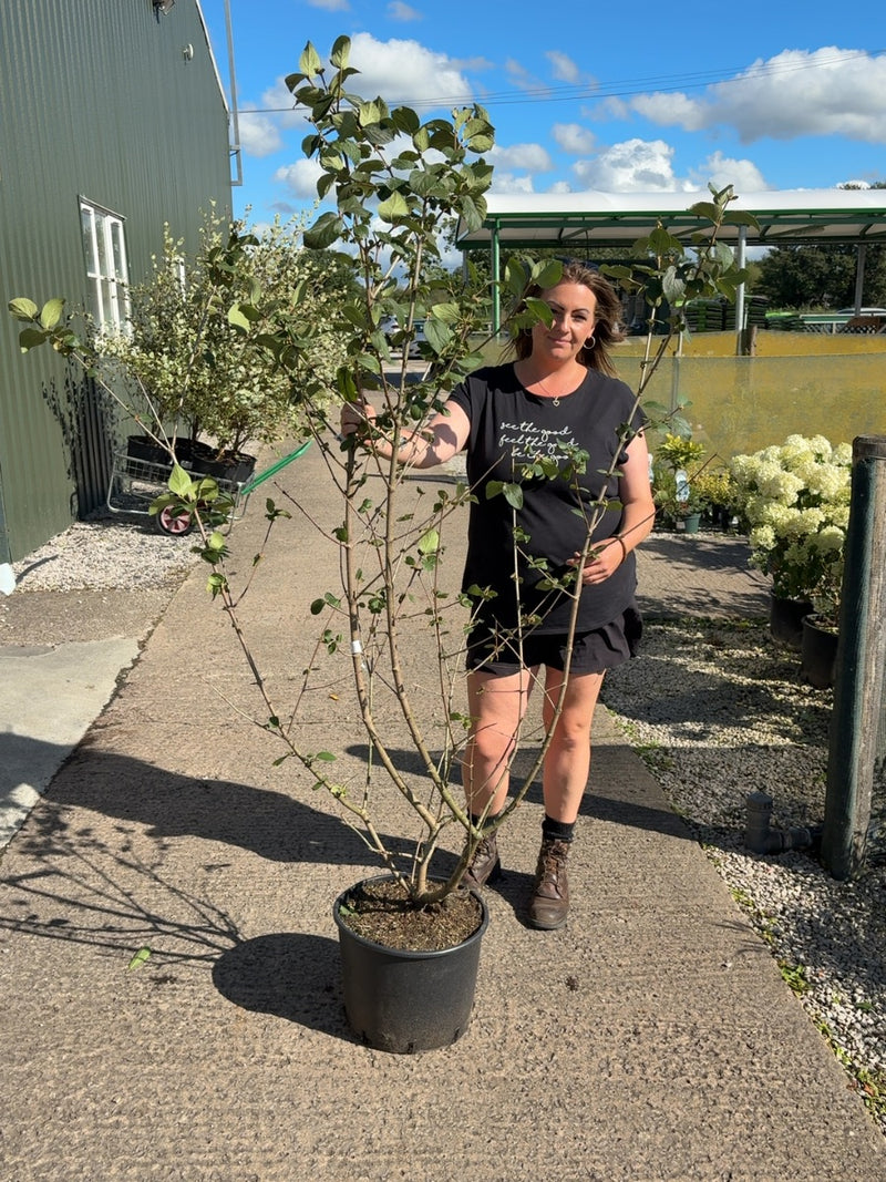 Viburnum Carlcephalum 20 Litre Pot 150/175cm
