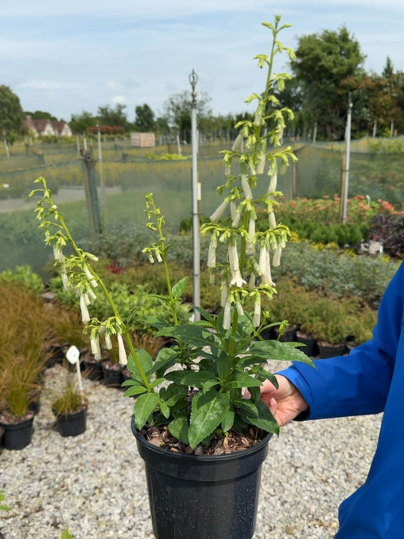 Phygelius Colorburst White - Cape Fuchsia 3 Litre Pot