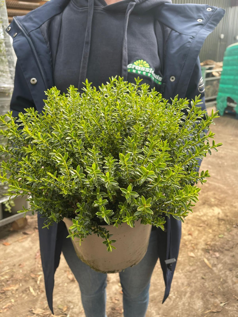 Hebe New Zealand Gold 5 Litre Pot