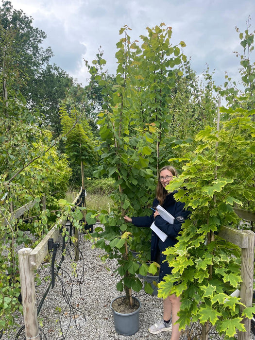 Tilia platyphyllos Rubra 15 Litre Pot