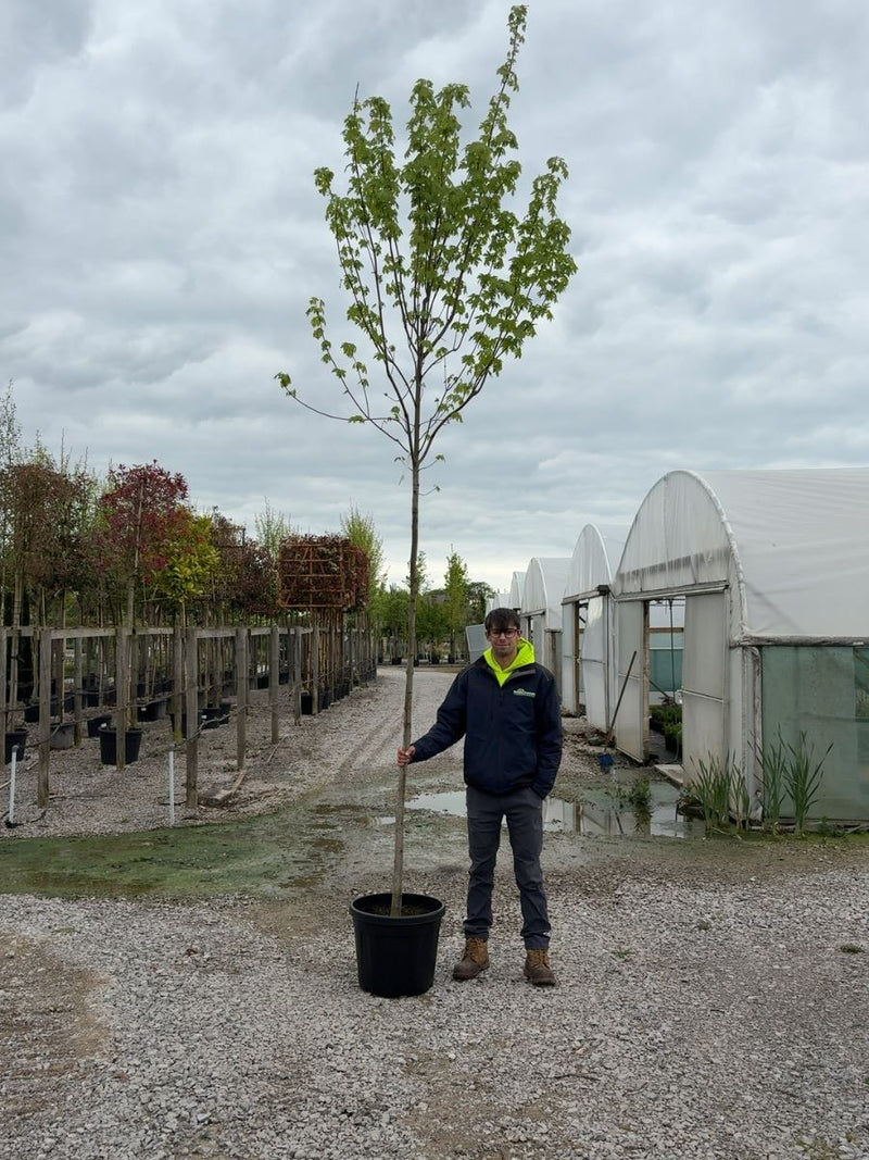 Acer Freemanii Heavy Std 10-12cm Girth