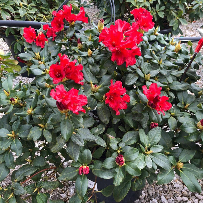 Rhododendron Baden Baden 20 Litre Pot