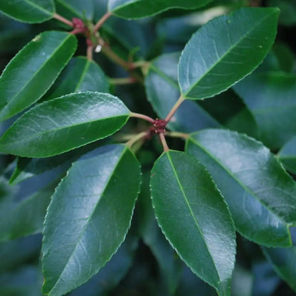 Prunus L. Myrtifolia Portuguese Laurel 7 Litre 80-100cm