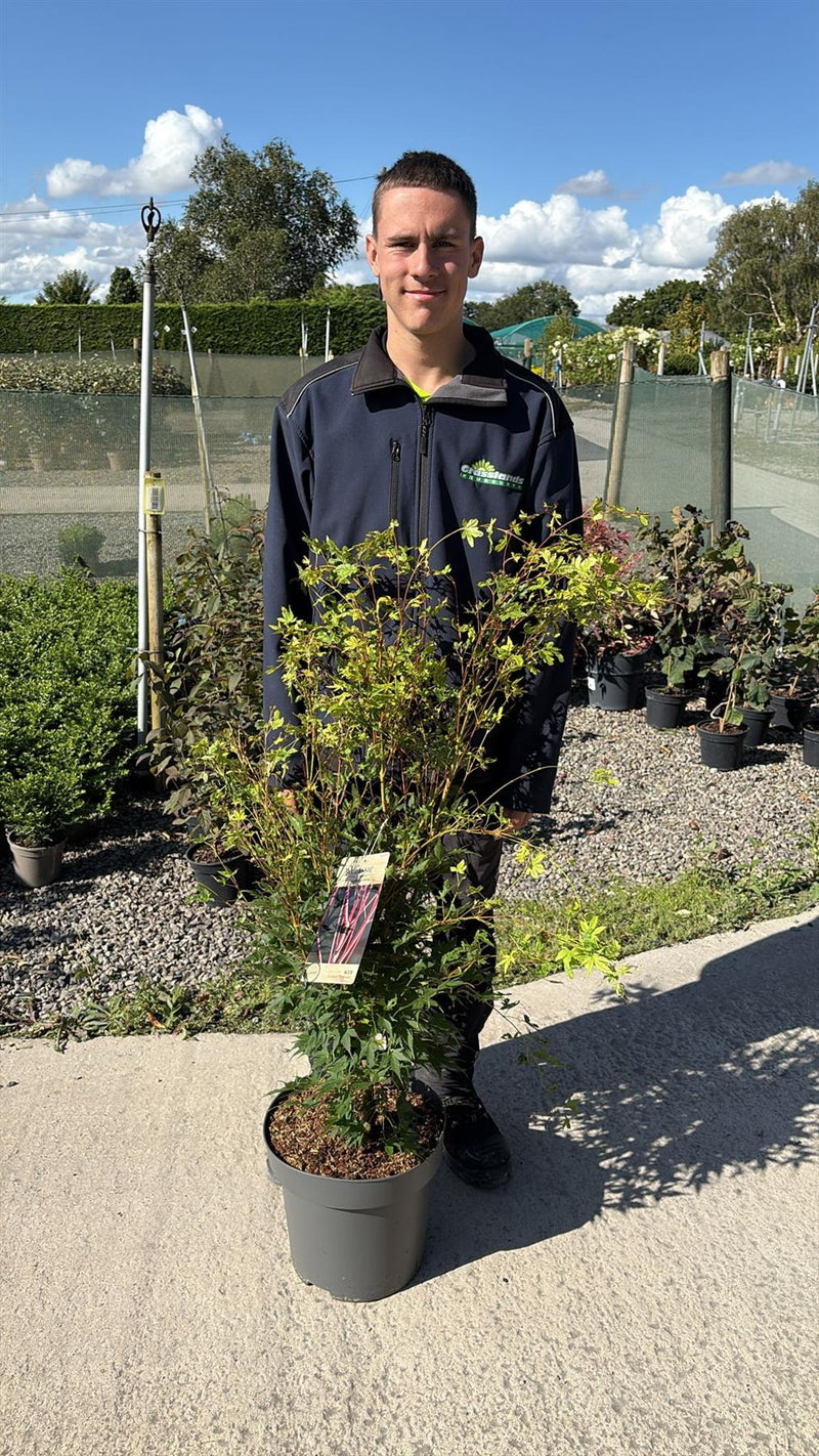 Acer Palmatum Sangokaku 12 Litre Pot 100/125cm Tall